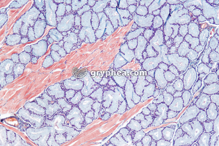 Glande salivaire x25 - gryphea.com